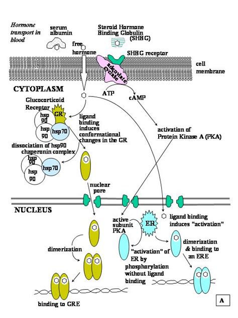 Receptors, Steroid; Steroid Receptors; Corticosteroid Receptors ...