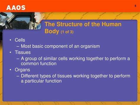 Ppt Chapter 5 The Human Body Powerpoint Presentation Id910940