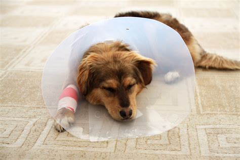 How To Stop A Dog From Licking Its Wound - Big Dog Little Adventures