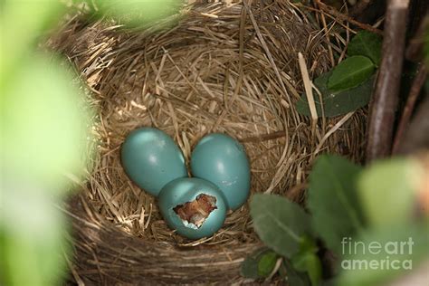 Hatching Robin Nestlings Photograph By Ted Kinsman Fine Art America