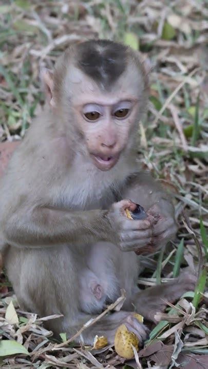 Shorts Short Monkey Monkeybaby Animals Viralvideo Shortsvideo