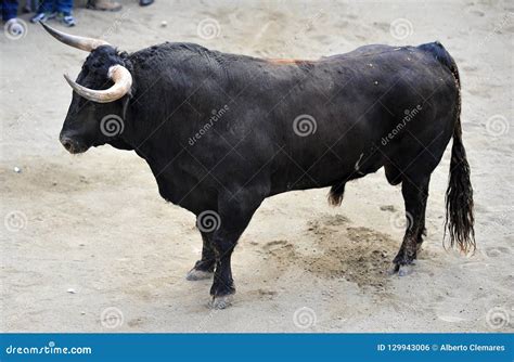 Spanish fighting bull stock photo. Image of bullfight - 129943006