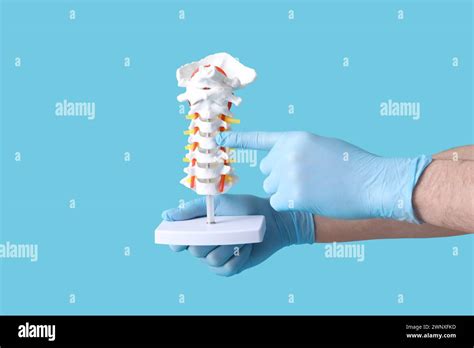 Male doctor demonstrating spinal anatomy with vertebral column model on ... 