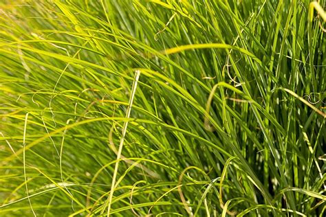 Prairie Dropseed Ornamental Grass Botanical Sporobolus Dropseed Photo