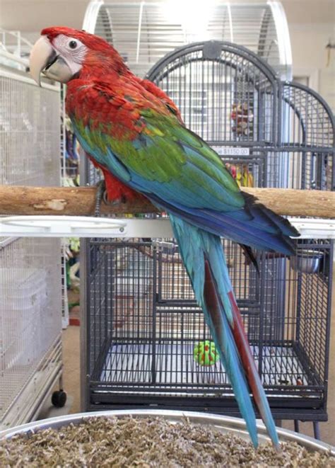 Green Winged Macaw Parrots For Sale Exoticglobalbirdsfarm