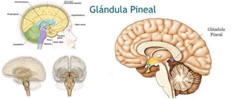 Gl Ndula Pineal Ubicaci N Funciones Ritmos Circadianos Disfunci N Y