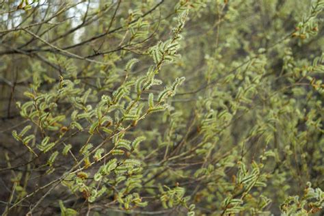 Salix Purpurea Purple Willow