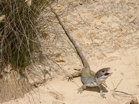 Lagarto Ocelado De Sierra Nevada Timon Nevadensis 2023