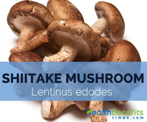 Shiitake Mushroom Fact Health Benefits Nutritional Value