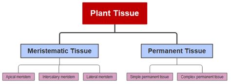 Plant Tissue Concept Map Understand More Easily Visually