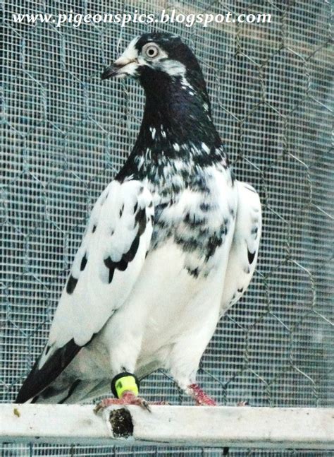 Pakistani Taddi Pigeons Latest Tedi Kabotar Pigeons Pics Latest