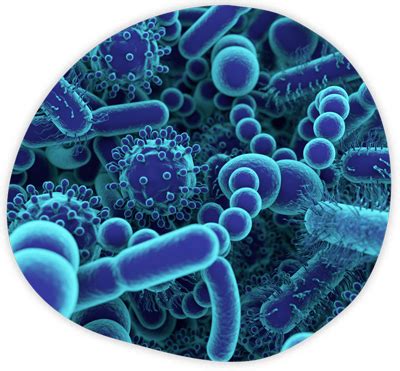 Che cosa è il microbiota intestinale LampoVet