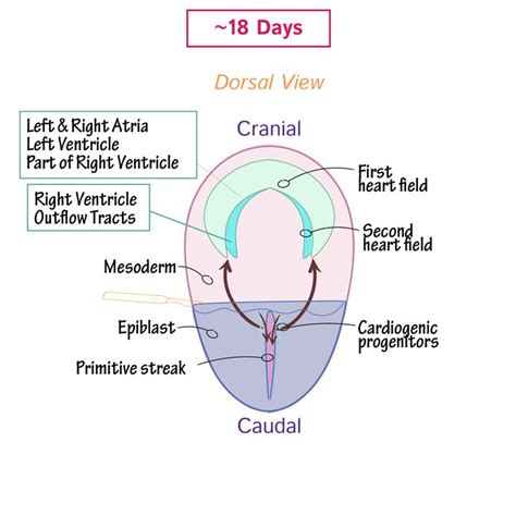 Embryology Glossary Heart Tube Formation Human Anatomy And