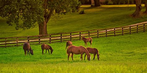 How To Keep Your Horse Safe With The Proper Fencing Equestrian Living