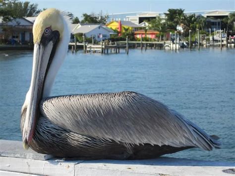 Alligator Point, FL - The 5 Best Things About This Ultimate Vacation ...