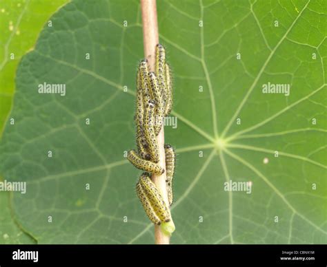 Caterpillars From Large White Butterfly Pieris Brassicae Raupen Vom