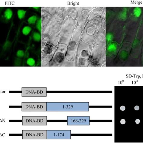 Subcellular Localization And Transcriptional Activation Activity Of Download Scientific Diagram