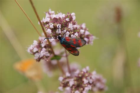 Fotos gratis naturaleza rama planta fotografía florecer verano