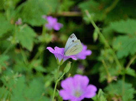 Butterfly Pollination Wings Free Photo On Pixabay Pixabay