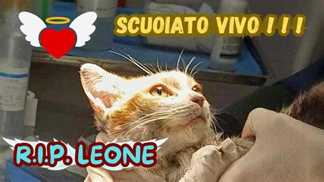 La Storia Di Leone Il Gatto Scuoiato Vivo Si Arreso Ora Corre Nei