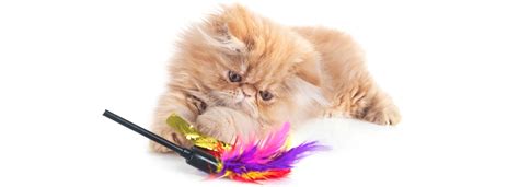 DIY Feather Cat Toy – PandEcats