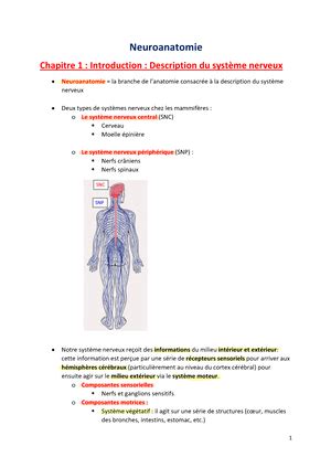 Cours neuro A COURS DE NEUROANATOMIE Xavier de Tiège Université