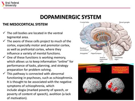 Neurotransmitter Systems Online Presentation