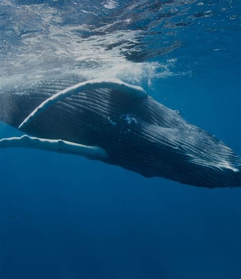 Humpback whales in are thriving after a close call with extinction