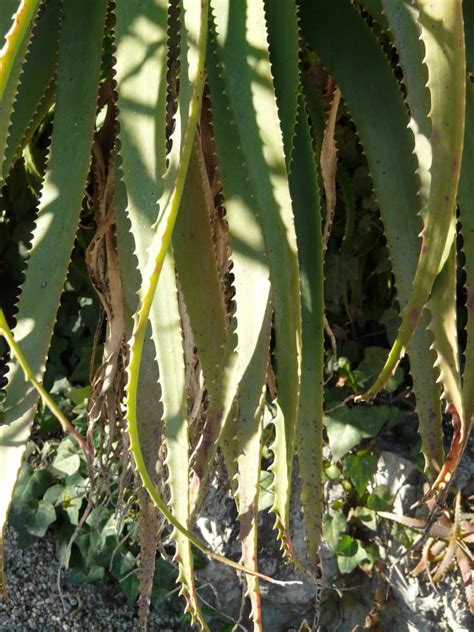 Octopus Plant 39496 English Common Name Aloe Arborescens