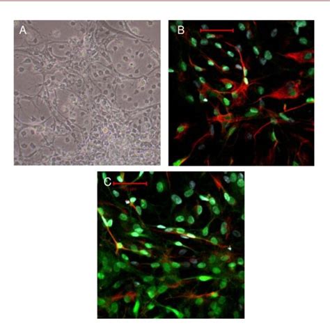 Identification Of Neural Progenitor Cells Passage 10 Download Scientific Diagram