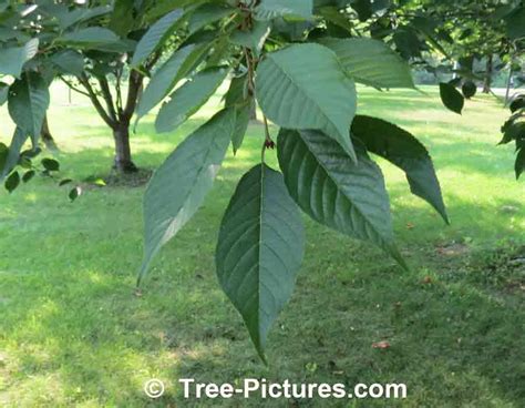 Cherry Leaf Identification Picture