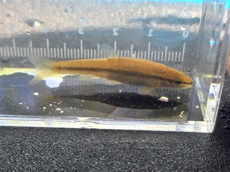 Eastern Blacknose Dace From Rocky Ridge MD 21778 USA On May 11 2024