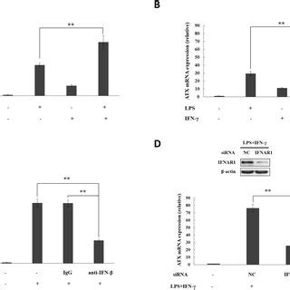 The synergistic effect of IFN γ on the ATX induction by IFN β A