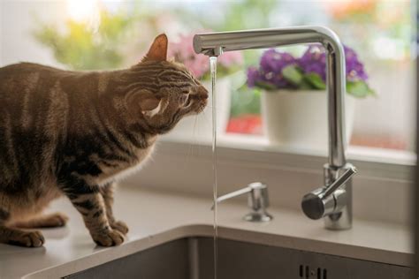 Why Do Cats Hate Water