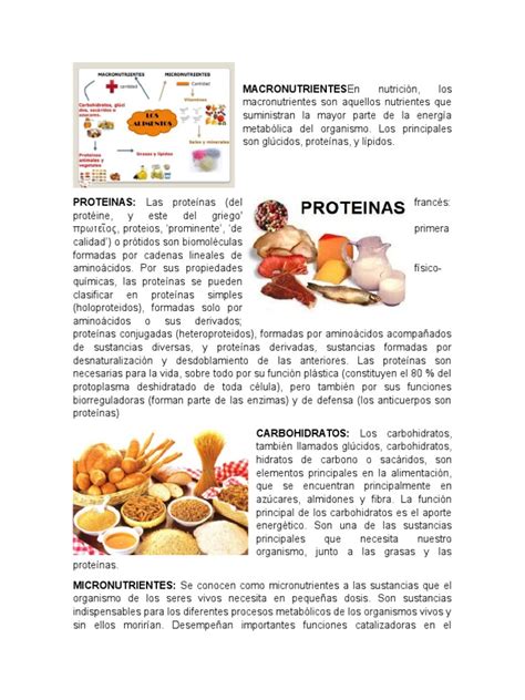 Pdf Carbohidratos Lipidos Proteines Vitaminas Sales Minerales