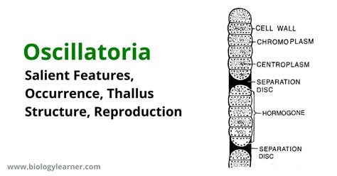 Oscillatoria: Features, Occurrence, Structure, Reproduction