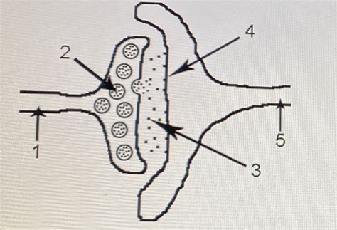 Chemical Synapses Diagram Quizlet