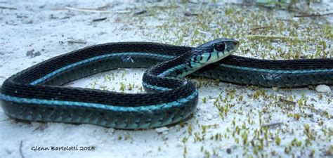 Sonhar Cobra Azul Azul Claro Escuro Preto Vermelho E Mais