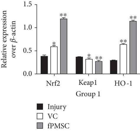 Immunoblotting Analysis Of Cell Apoptosis And Nrf2 Keap1 ARE Signaling