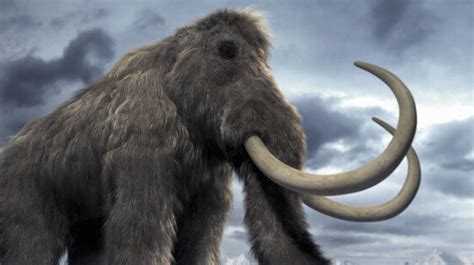 Woolly Mammoth Clone Is Now Possible, Say Scientists | HuffPost Canada News