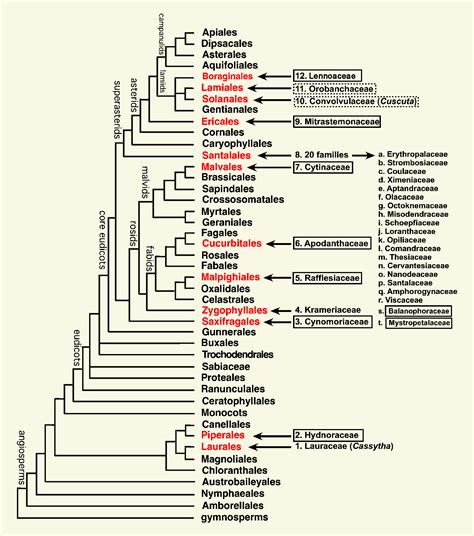 Parasitic Plant Connection - Relationships