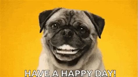 Teeth Funny Teeth GIF - Teeth FunnyTeeth Pug - Discover & Share GIFs