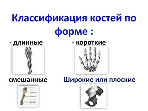 Скелет человека и его строение - презентация онлайн