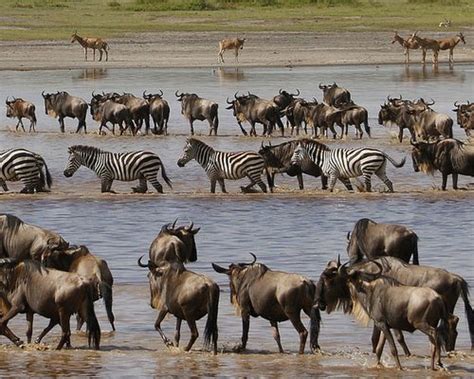 Kenya Safari Tour Kenyan Safaris