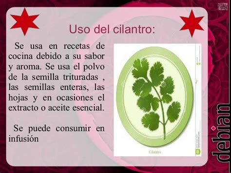 Diapositiva Del Cilantro