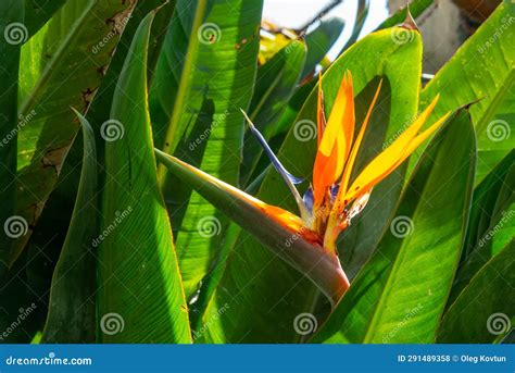 Strelitzia Reginae Original Red And Yellow Flower Of A Tropical Plant