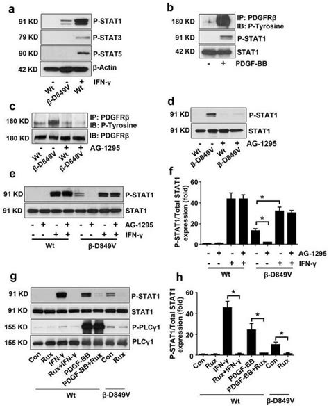 Phospho Stat1 Tyr701 Antibody 33 3400