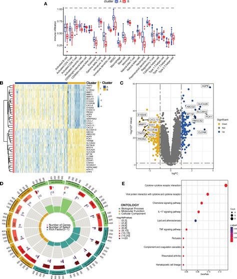 Frontiers Identification Of Cuproptosis Associated Subtypes And