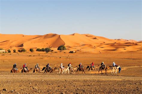 Caravane De Chameaux Traversant Les Dunes De Sable Du Désert Du Sahara