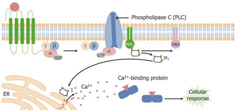 Receptors Concise Medical Knowledge